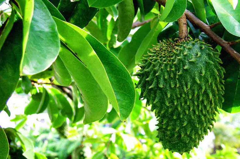 Sour Sop Leaves