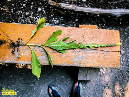 Mullein Leaf