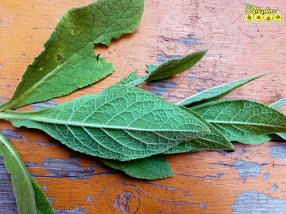 Mullein Leaf