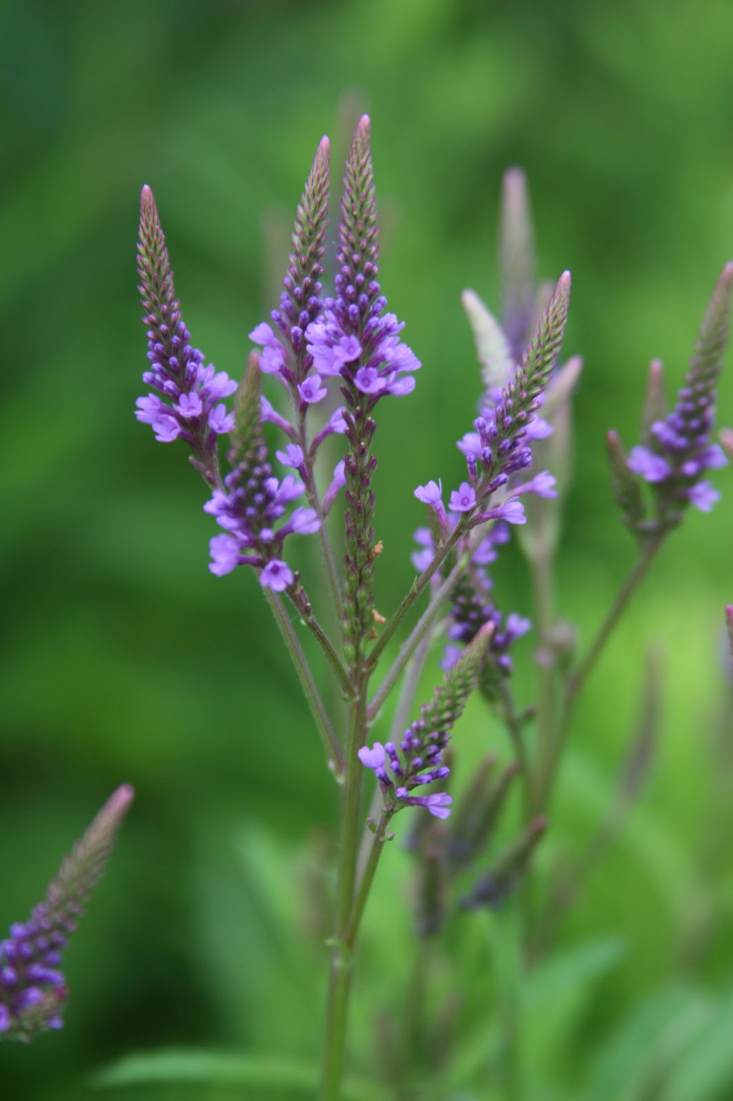 Blue Vervain