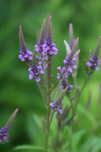 Blue Vervain