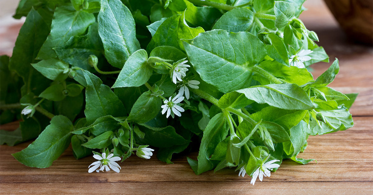 Chickweed