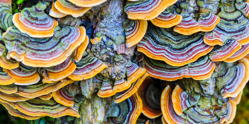 Turkey Tail Mushroom (Powder)